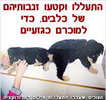 התעללו וקטעו זנבותיהם של כלבים כדי למוכרם כגזעיים